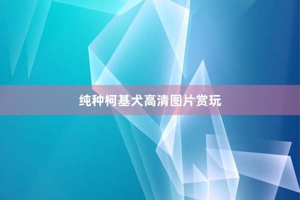 纯种柯基犬高清图片赏玩